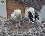 Capi_Dubne_20260726_135004.jpg