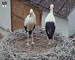 Capi_Dubne_20260726_135503.jpg
