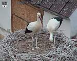 Capi_Dubne_20260726_140002.jpg
