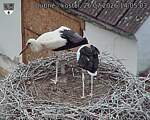 Capi_Dubne_20260726_140503.jpg