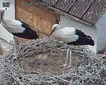 Capi_Dubne_20260726_141002.jpg
