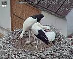 Capi_Dubne_20260726_141504.jpg