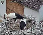 Capi_Dubne_20260726_142003.jpg