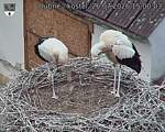 Capi_Dubne_20260726_150003.jpg