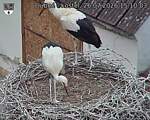 Capi_Dubne_20260726_151003.jpg
