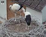 Capi_Dubne_20260726_151502.jpg