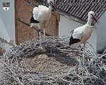 Capi_Dubne_20260726_154504.jpg