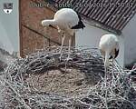 Capi_Dubne_20260726_155002.jpg