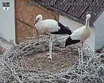 Capi_Dubne_20260726_160002.jpg