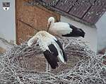 Capi_Dubne_20260726_164003.jpg