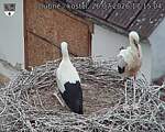 Capi_Dubne_20260726_171504.jpg