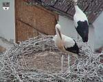 Capi_Dubne_20260726_172002.jpg