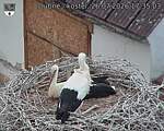 Capi_Dubne_20260726_173503.jpg