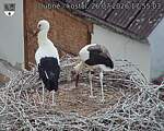 Capi_Dubne_20260726_175503.jpg
