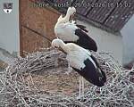 Capi_Dubne_20260726_181502.jpg