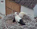 Capi_Dubne_20260726_183003.jpg