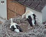Capi_Dubne_20260726_184003.jpg