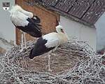 Capi_Dubne_20260726_191003.jpg