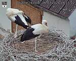 Capi_Dubne_20260726_191502.jpg