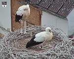 Capi_Dubne_20260726_194003.jpg