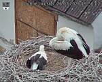Capi_Dubne_20260726_195002.jpg