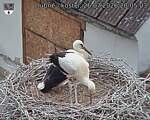 Capi_Dubne_20260726_200503.jpg