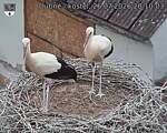 Capi_Dubne_20260726_201003.jpg
