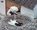 Capi_Dubne_20260726_205003.jpg