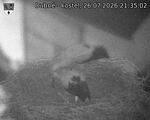 Capi_Dubne_20260726_213502.jpg