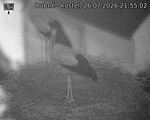 Capi_Dubne_20260726_215502.jpg