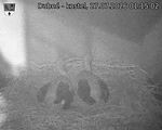 Capi_Dubne_20260727_011502.jpg