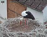 Capi_Dubne_20260727_054502.jpg