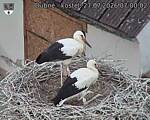 Capi_Dubne_20260727_070002.jpg