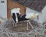 Capi_Dubne_20260727_072002.jpg