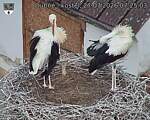 Capi_Dubne_20260727_072503.jpg