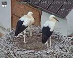 Capi_Dubne_20260727_073502.jpg