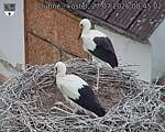 Capi_Dubne_20260727_084502.jpg