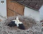 Capi_Dubne_20260727_092002.jpg