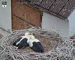 Capi_Dubne_20260727_093503.jpg