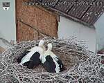 Capi_Dubne_20260727_094003.jpg