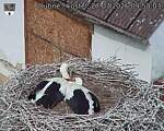 Capi_Dubne_20260727_095003.jpg