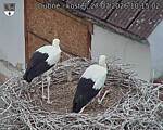 Capi_Dubne_20260727_101502.jpg