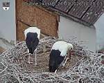 Capi_Dubne_20260727_102003.jpg