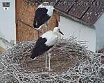 Capi_Dubne_20260727_103002.jpg