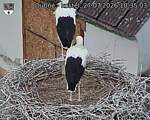 Capi_Dubne_20260727_103503.jpg