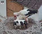 Capi_Dubne_20260727_105503.jpg