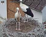 Capi_Dubne_20260727_111503.jpg