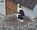 Capi_Dubne_20260727_121502.jpg