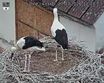 Capi_Dubne_20260727_122003.jpg