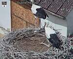 Capi_Dubne_20260727_125502.jpg